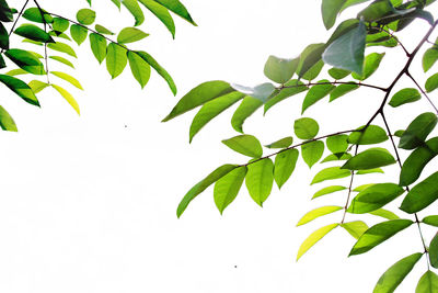 Low angle view of plant against clear sky