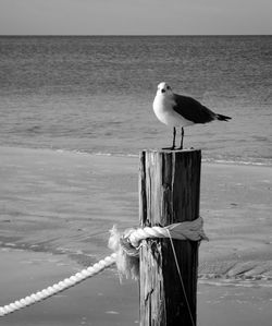 Seagull perching on wooden post in sea