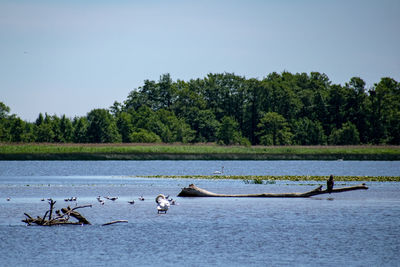 Birds in lake against clear sky