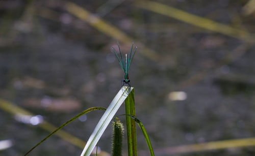 Close-up of dragonfly on plant