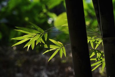 Close-up of green leaves on tree trunk