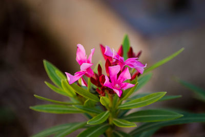 Close-up of pink flowering plant