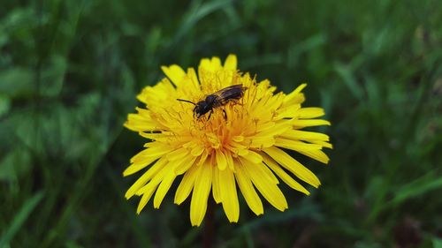 Close-up of bee pollinating flower