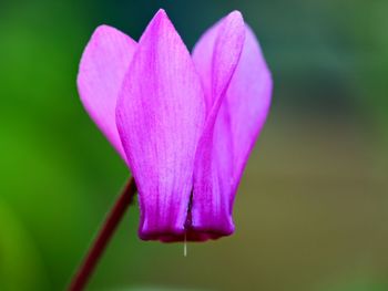 Close-up of pink rose flower