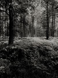 Trees on field in forest