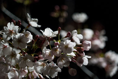 Close-up of white cherry blossoms in spring