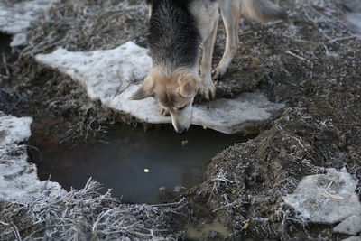 High angle view of dog drinking water from land