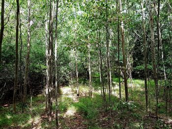 Trees in forest