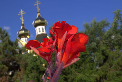 Close-up of red flowers against blue sky