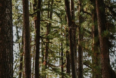 Pine trees in forest