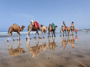 Few people enjoying a camel ride during their summer holidays.