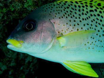 Close-up of fish swimming in sea