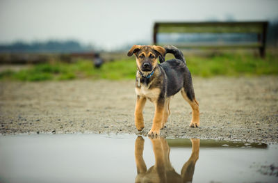 Portrait of dog by puddle 