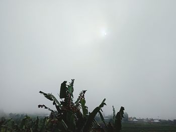 Tree on field against clear sky