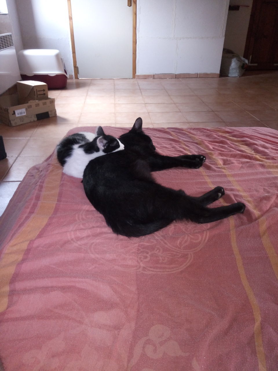 HIGH ANGLE VIEW OF CAT SLEEPING ON FLOOR