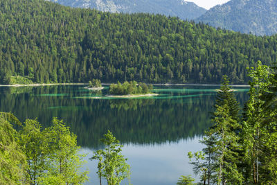 Scenic view of lake in forest