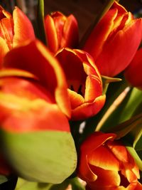 Close-up of red tulip