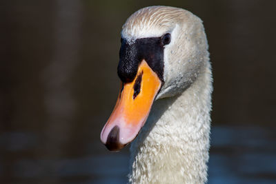 Close-up of swan