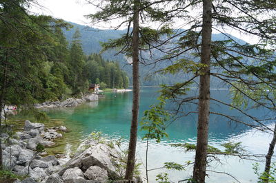 Scenic view of lake by trees in forest