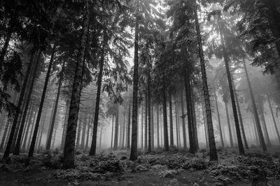 Low angle view of trees in forest