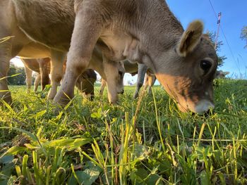 Sheep grazing in a field