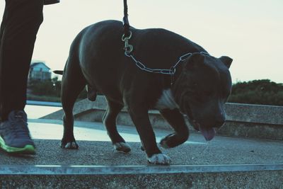 Low section of dog standing outdoors