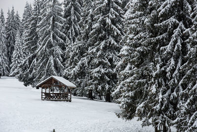 Trees on snow covered land