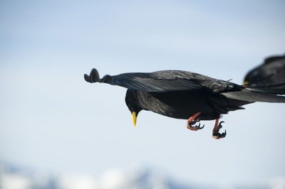 Bird mid-air on the lookout for prey in the swiss alps