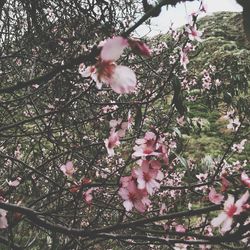 Low angle view of pink flowers on tree