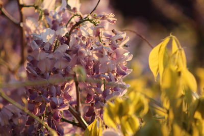 Close-up of yellow flowers