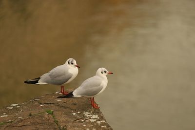 Seagulls perching on a rock