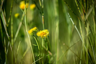 Close-up of yellow flower