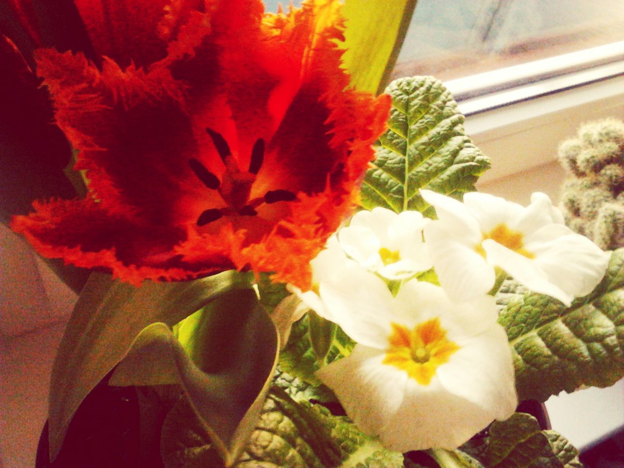 flower, petal, flower head, fragility, freshness, beauty in nature, growth, indoors, nature, close-up, blooming, plant, red, in bloom, vase, pollen, blossom, stamen, no people, orange color