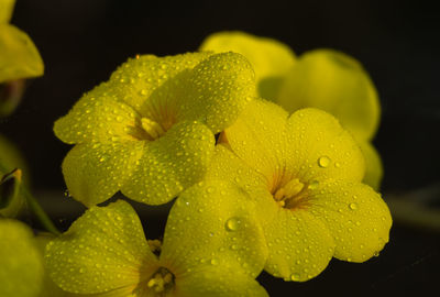 Close-up of red flower