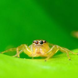 Close-up of spider on green leaf