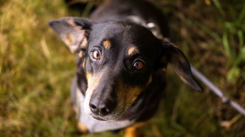 Close-up portrait of dog