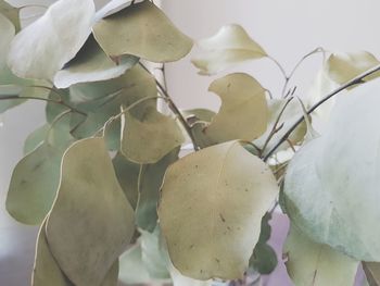 Close-up of white flowering plant leaves