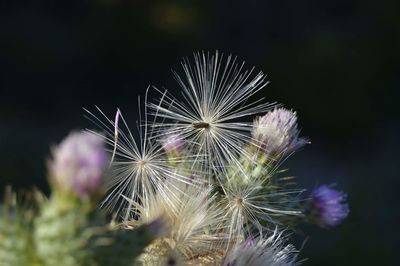 Close-up of dandelion seeds on thistles