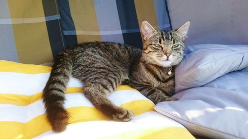 Portrait of cat lying on bed