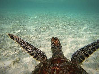 Close-up of turtle swimming in sea