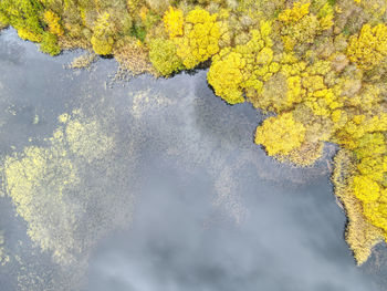 High angle view of yellow water lily on lake