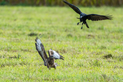Bird flying over grass