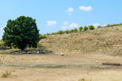 Trees on field against sky