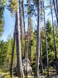 Low angle view of pine trees in forest