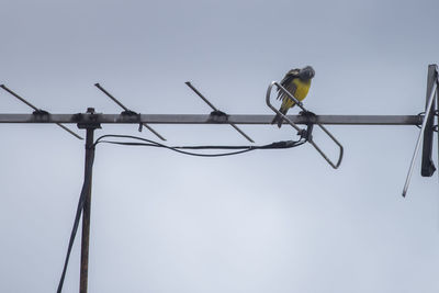 Low angle view of bird perching on cable