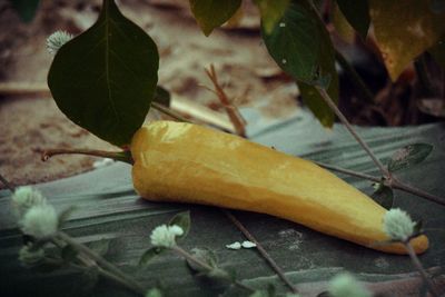 Close-up of dry leaves on plant