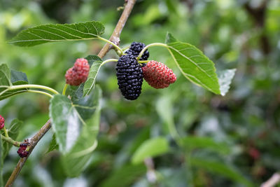 Close-up of strawberries