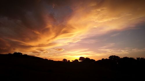 Silhouette of trees at sunset