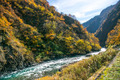 Scenic view of river amidst trees during autumn