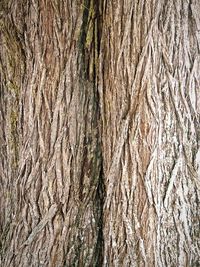 Full frame shot of tree trunk